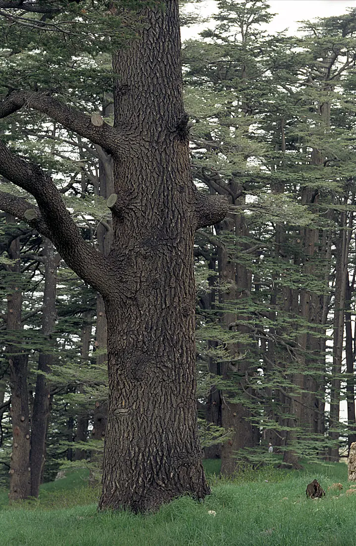 Cedars06(js)