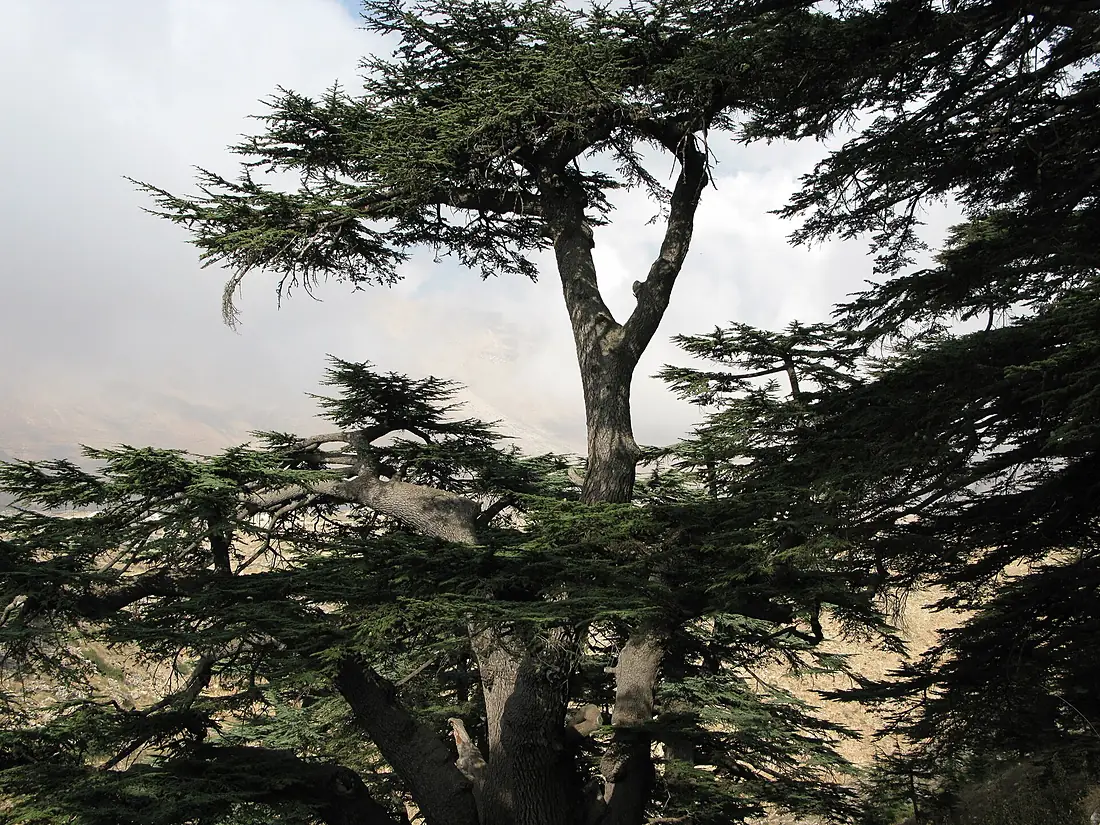 Cedars of God (Lebanon cedar forest), Lebanon