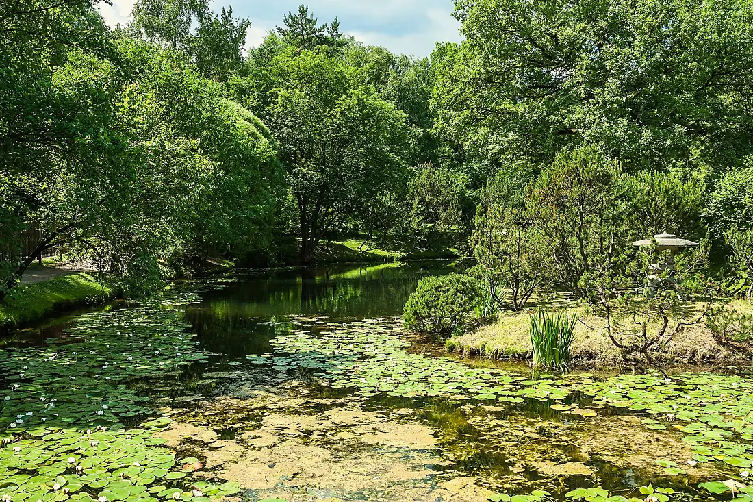 Central Botanical garden. N. In. Tsitsin