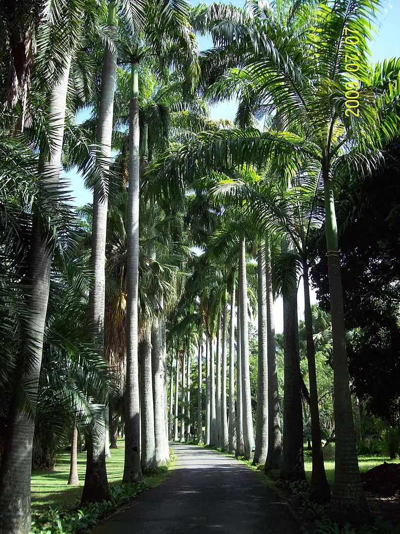 Avenida de Roystonea oleracea en Jardín Botánico de Caracas