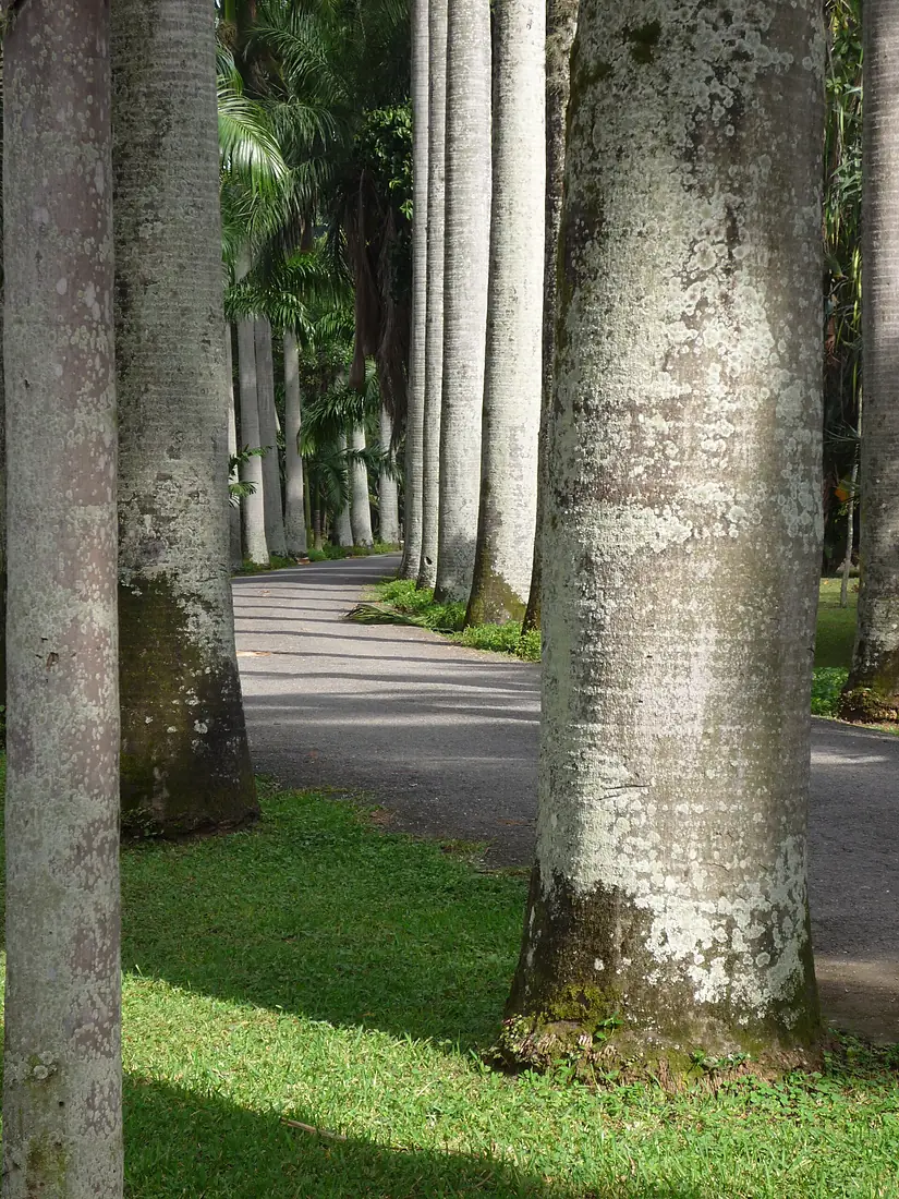 Jardín Botánico de la U.C.V.