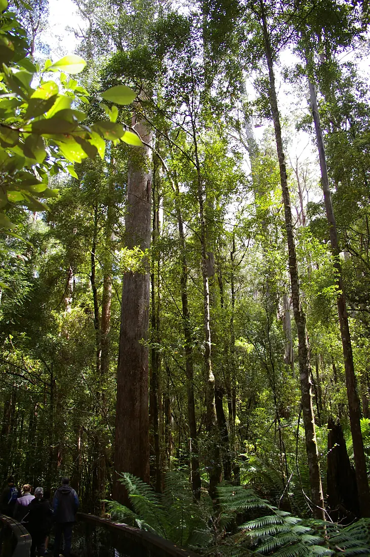 Centurion Tree, TAS, AUS