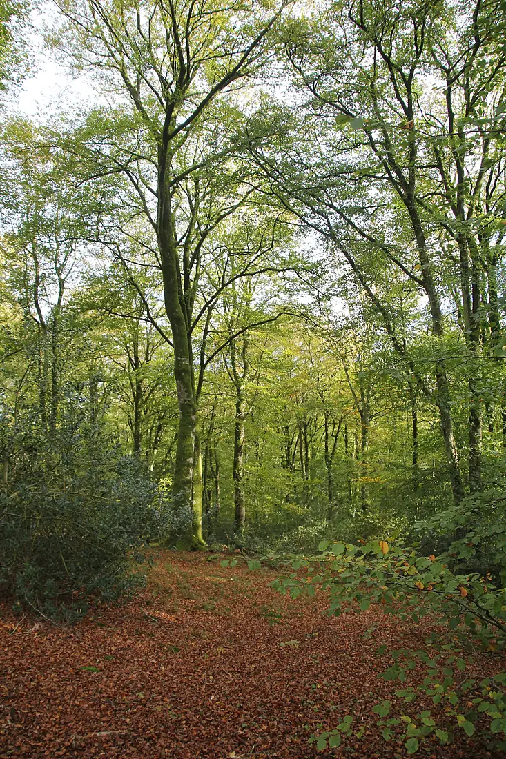 Forêt domaniale de Cerisy-La-Forêt