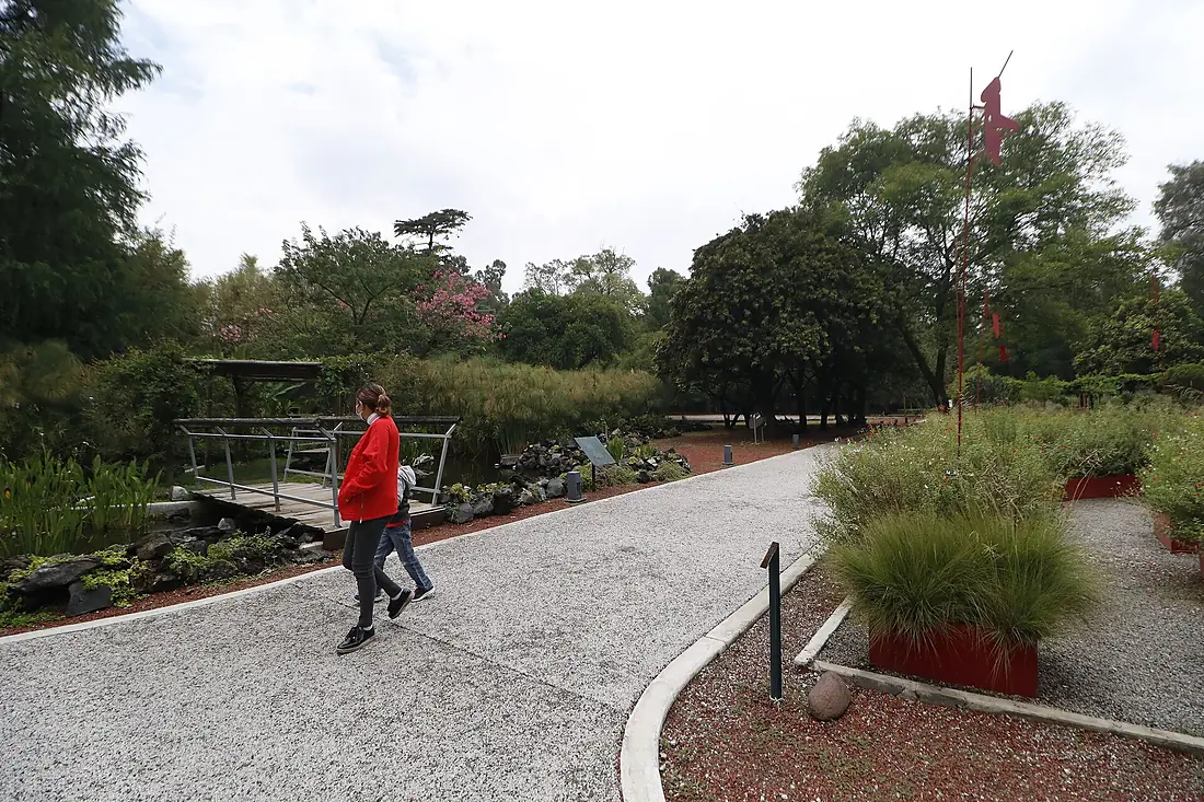 MX TV JARDÍN BOTÁNICO DEL BOSQUE DE CHAPULTEPEC - 51224163890