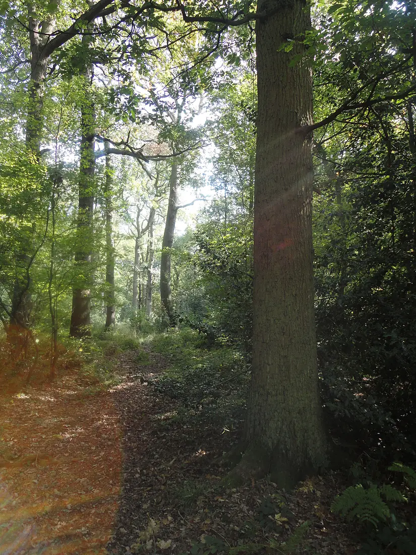 Swithland Woods, Leicester