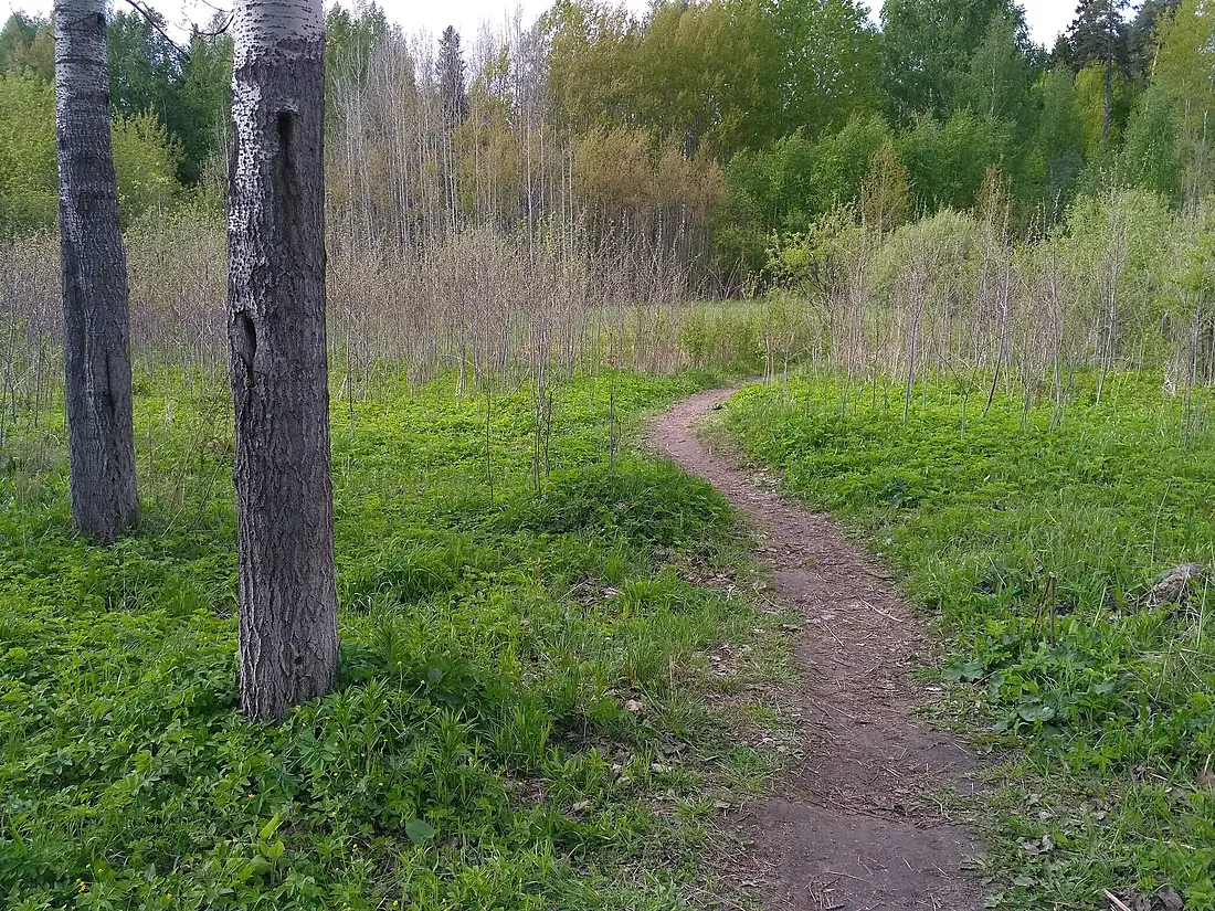2019-05-25 Черняевский лес Пермь