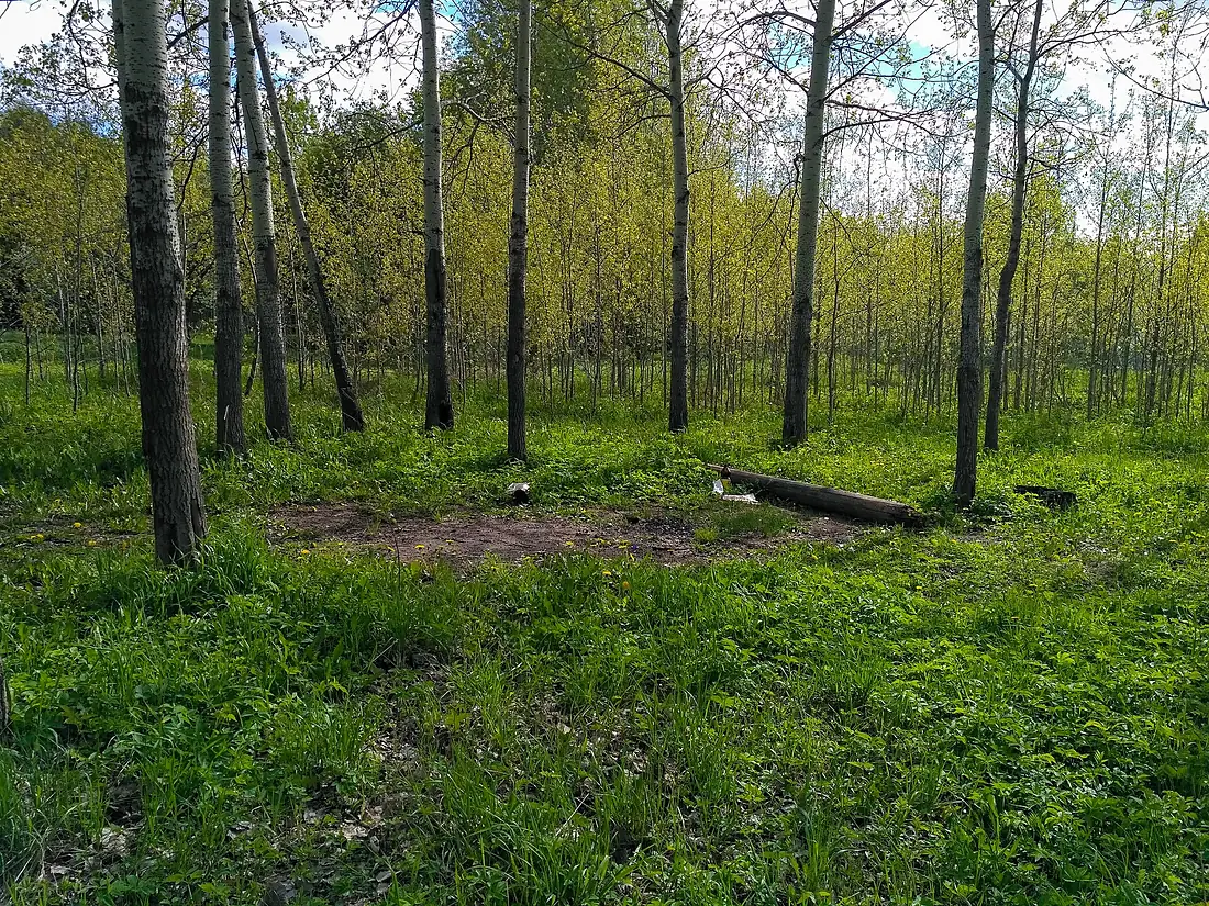 2019-05-25 Черняевский лес