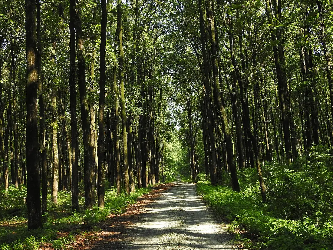 Chilepata Core Forest area