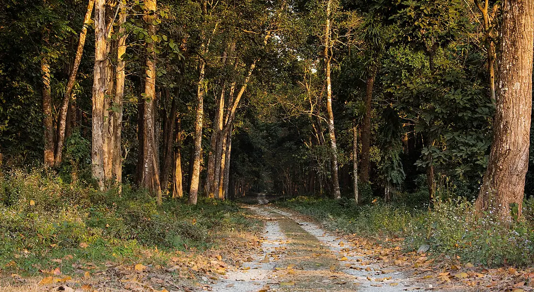 Entry to the Chilapata Forest