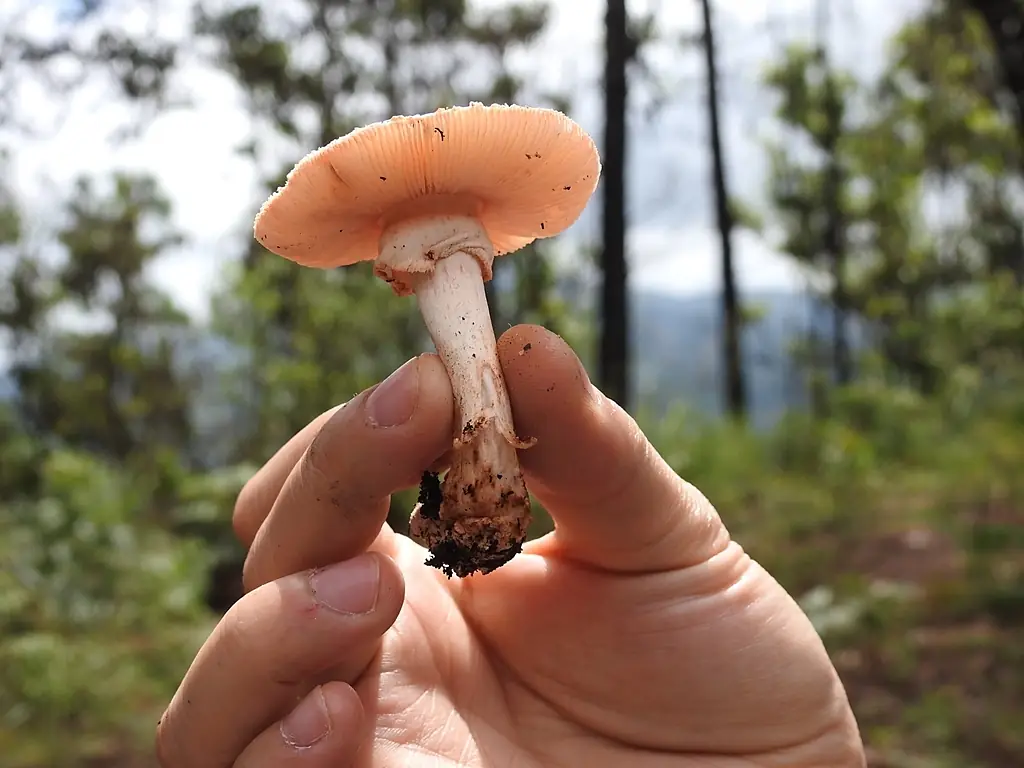 Amanita 11407853