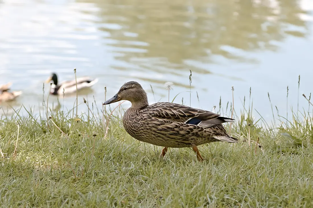 A duck from Chisinau Botanical Garden 01