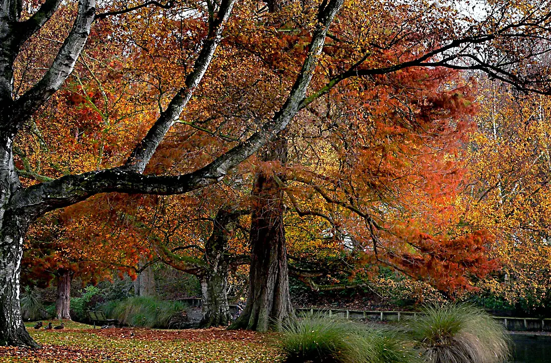 Christchurch Botanic Gardens, 2008