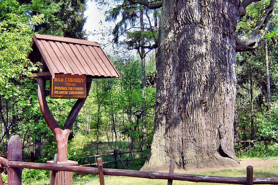 Pomnik przyrody , Dąb Chrobry w Piotrowicach (rodzic).Z żołędzi tego drzewa wyhodowano dęby papieskie. - panoramio