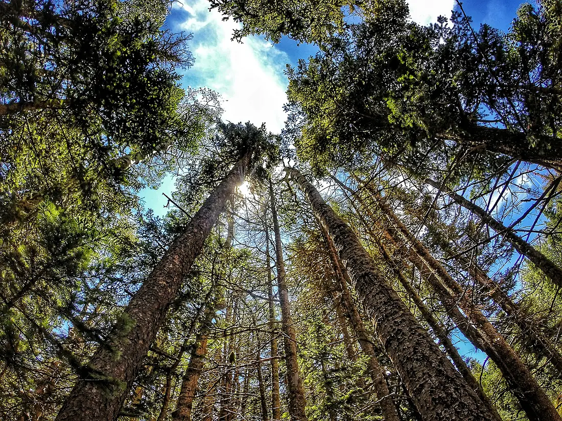 Cibola National Forest - In Explore July 2015 - Flickr - illusionbreak
