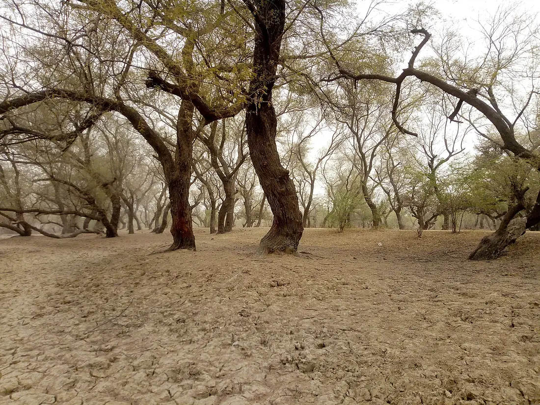 Foret classé de dajin gomna Madarounfa