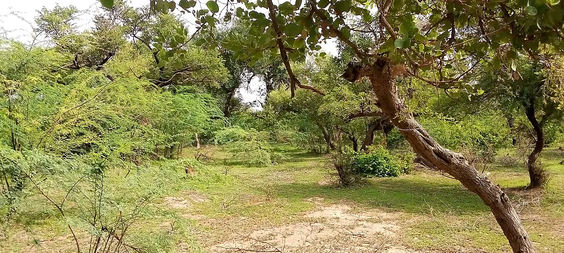 Forêt Dajin Gamna