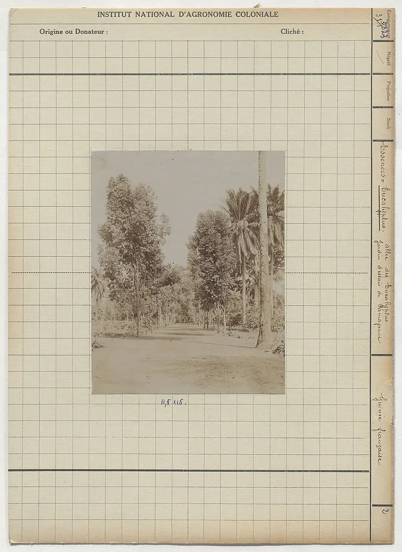 Allée des Eucalyptus au Jardin d'essais de Camayenne (Guinée française) (Début XXème siècle) - btv1b10120095h (1 of 2)
