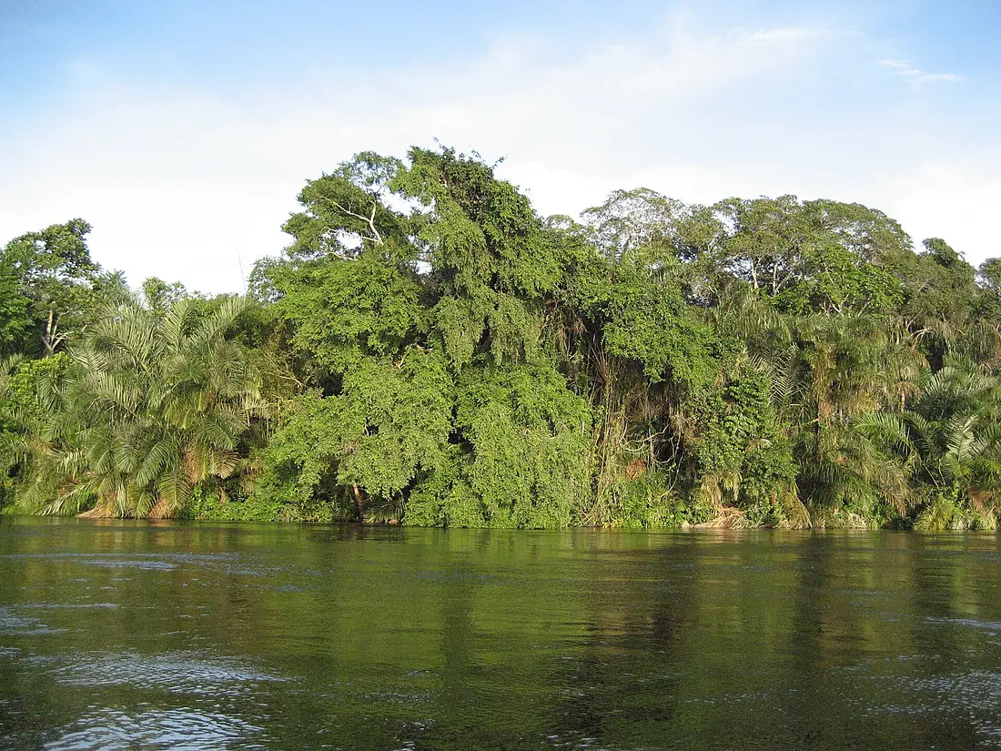 Alima - Congo
