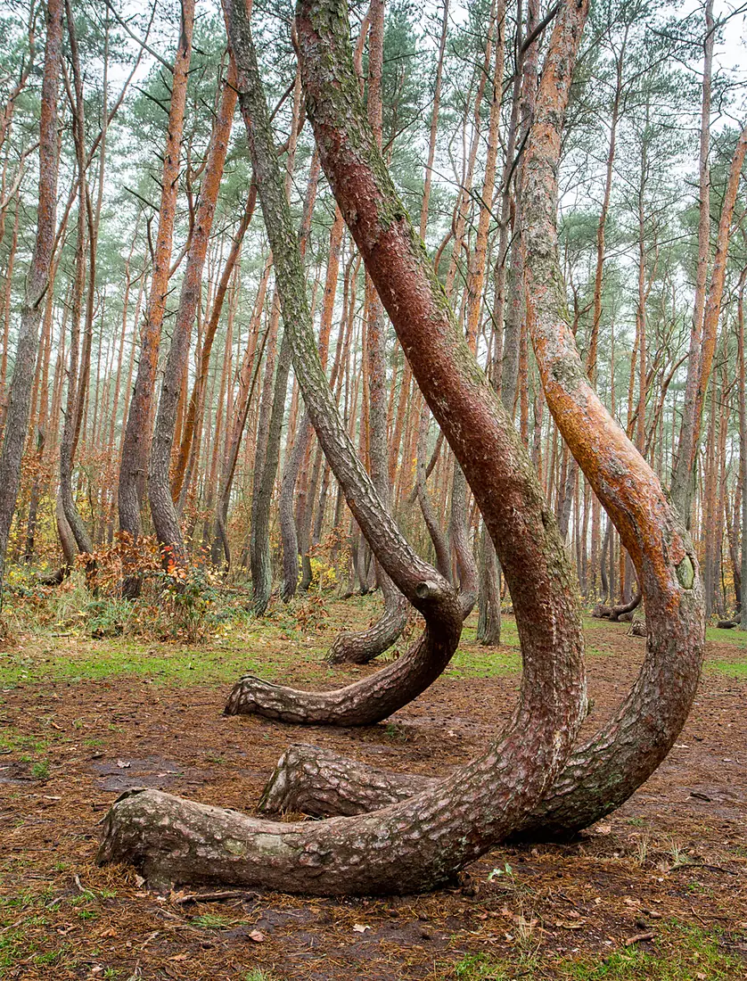 Crooked Forest