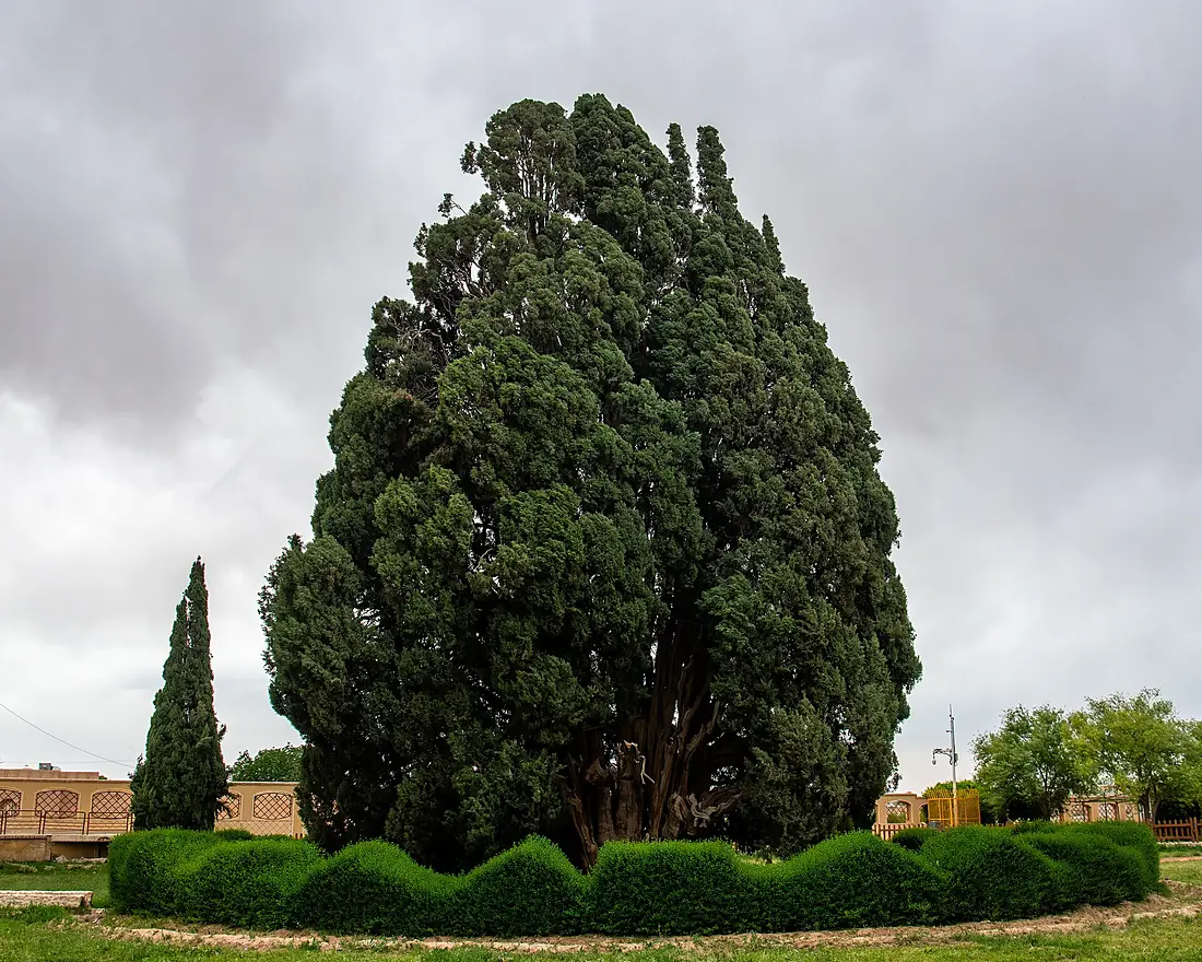 Cypress of Abar-Kuh 2024