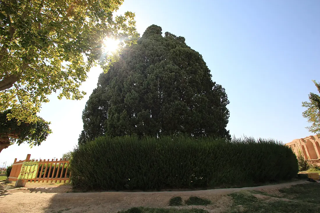 4,000-year-old Iranian cypress (6223138931)