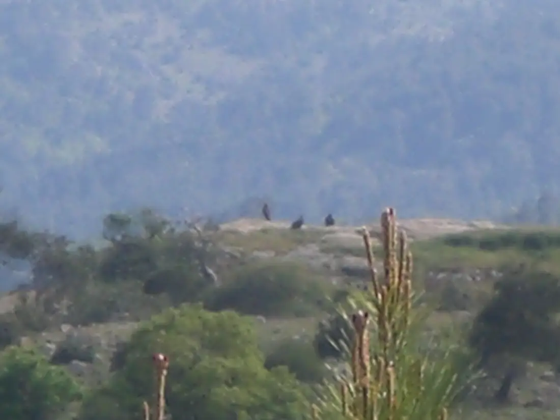 Dadia forest vultures
