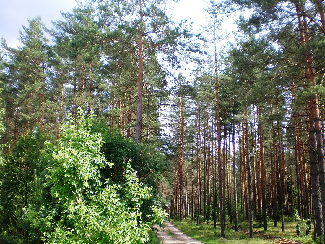 Dainavos giria001