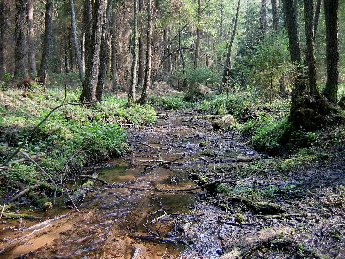 Varene springs
