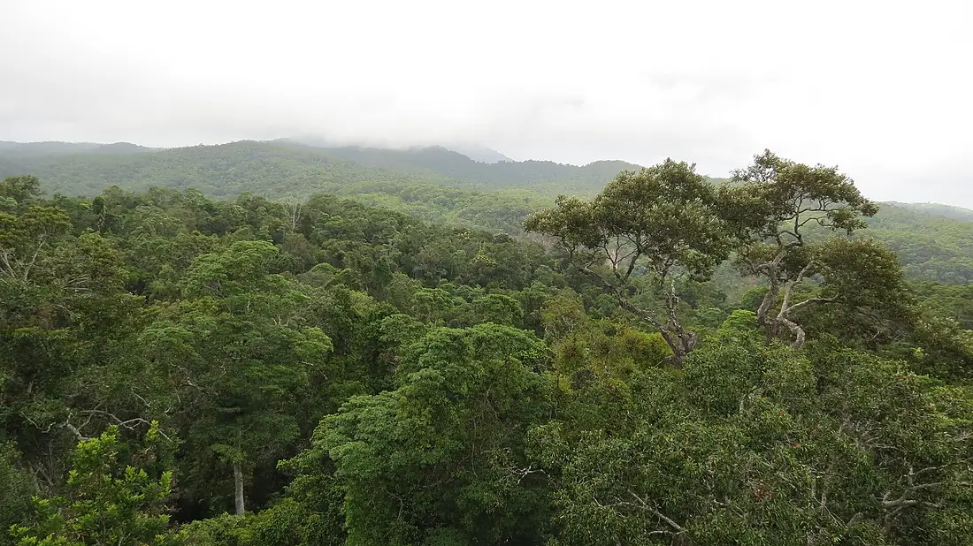 Daintree Rainforest, Queensland (483855) (9440811465)