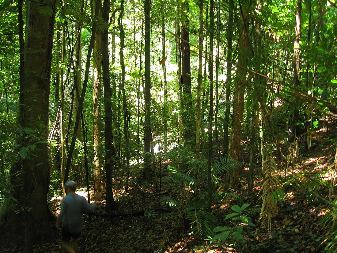 Daintree Rainforest 3