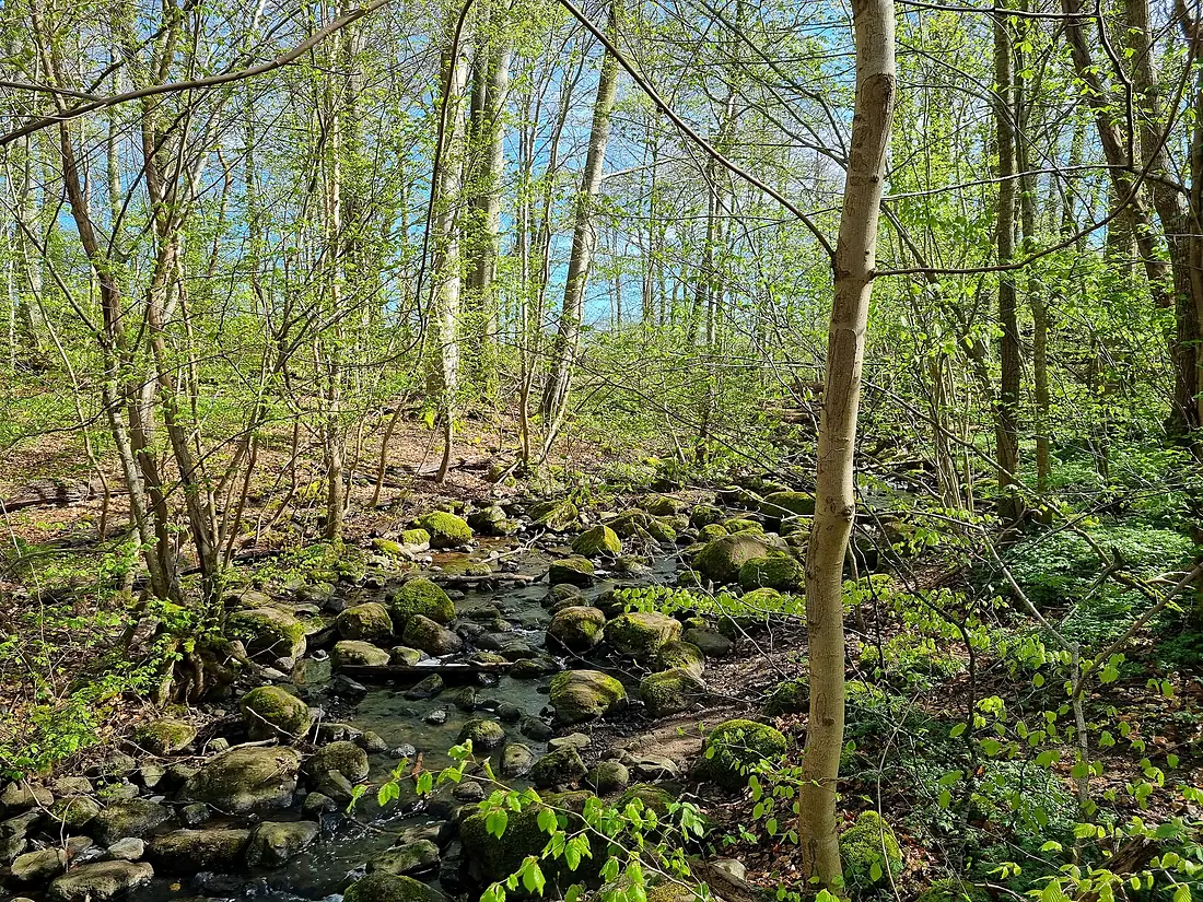 Bäck i Dalby Söderskog