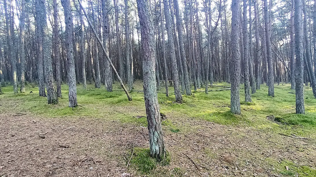 Curonian Spit - Dancing forest 1