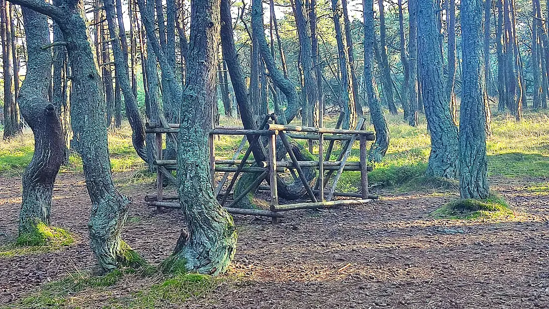 Curonian Spit - Dancing forest 10