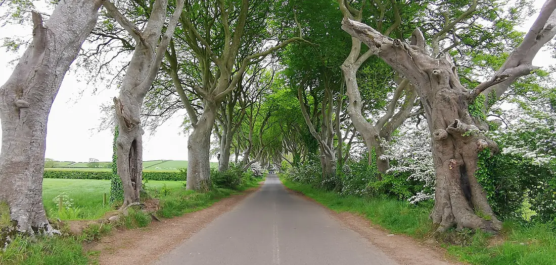 Dark hedges 2023-05-26 11