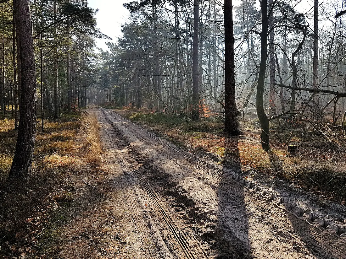 Darss Waldweg