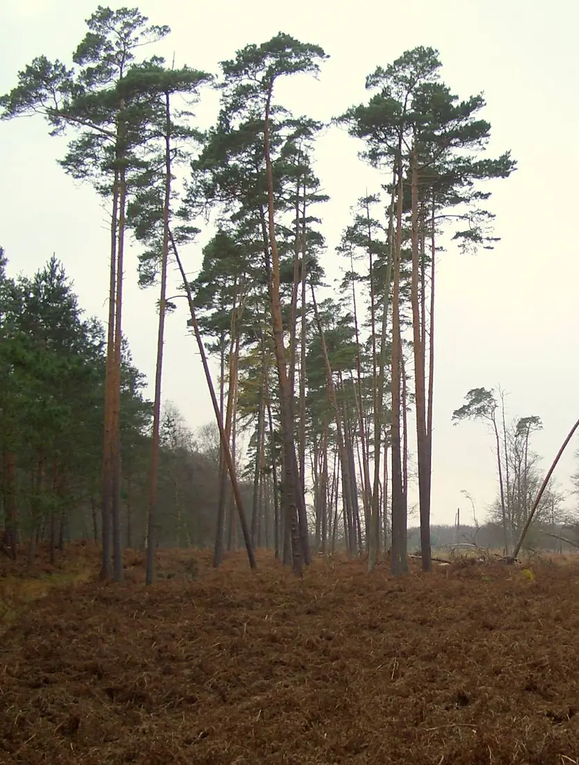 Darsswald adlerfarn