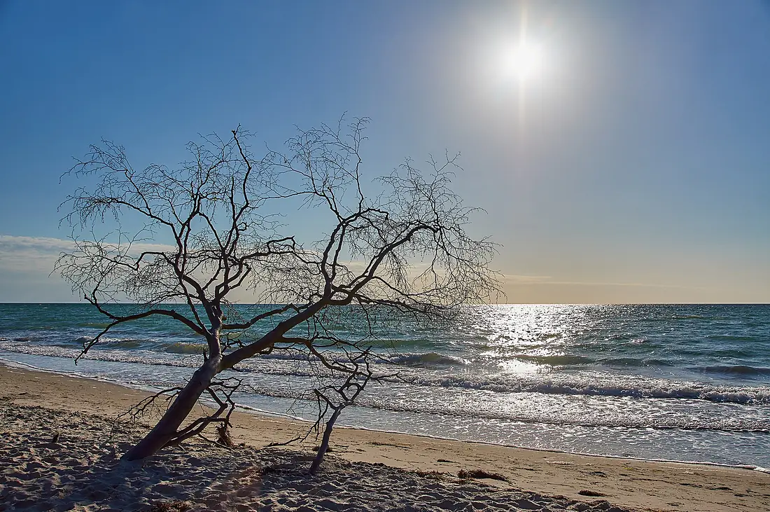 20170717 Versunkener Baum des Darßwalds am Weststrand, Born am Darß (08988)