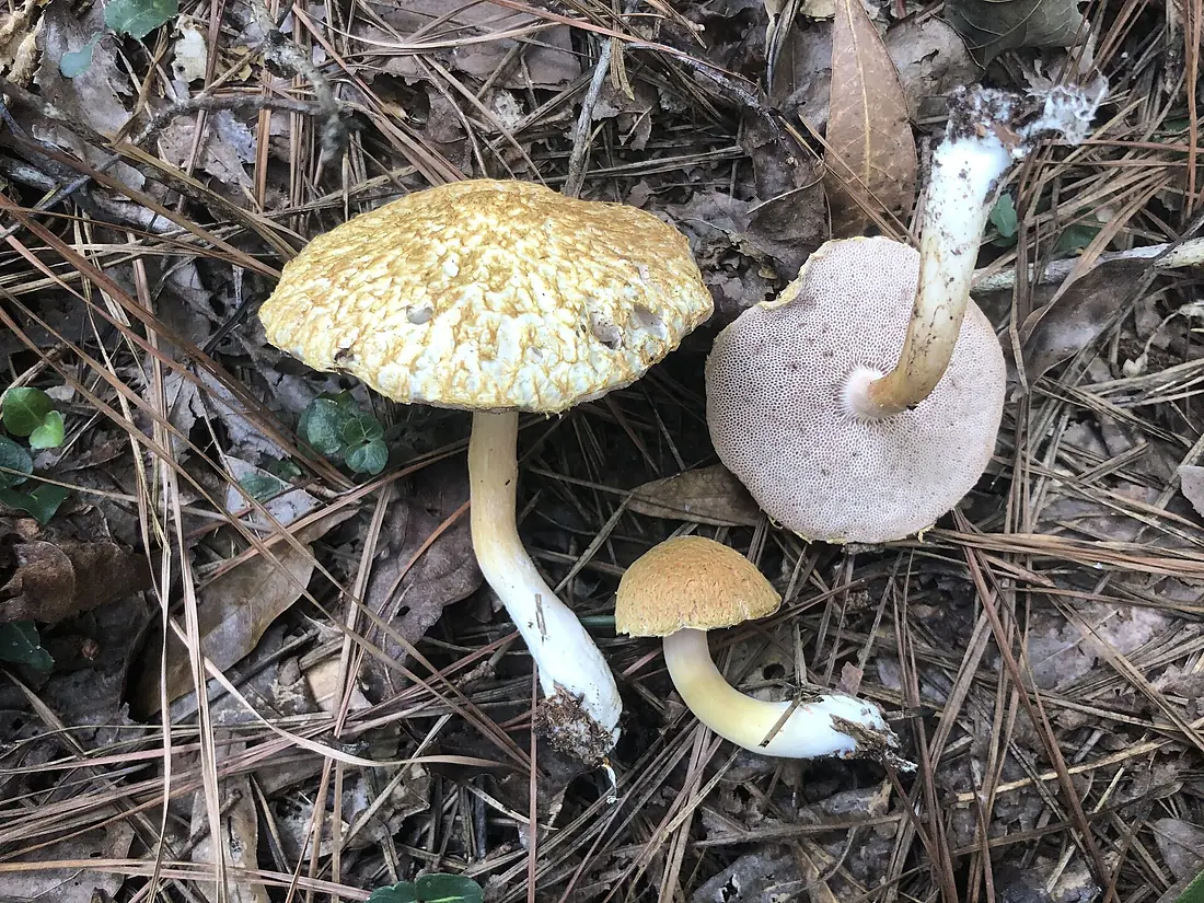 2021-09-11 Veloporphyrellus conicus (Ravenel) B. Ortiz, Yan C. Li, Zhu L. Yang 1379976