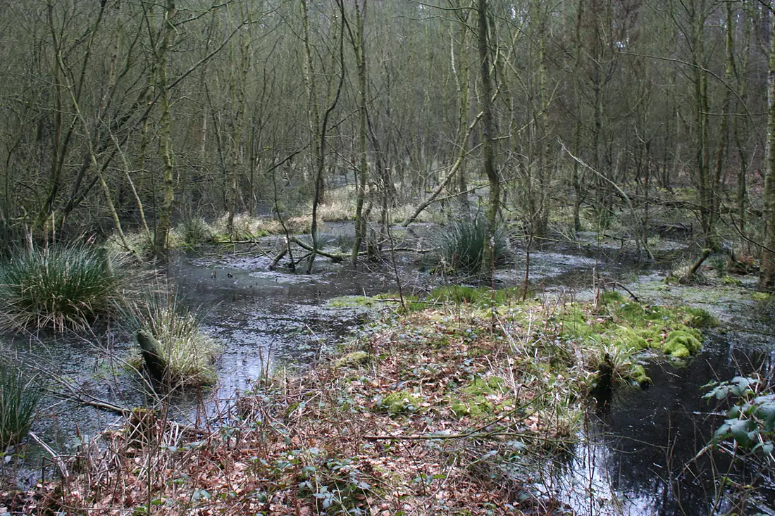 Delamere Forest mere
