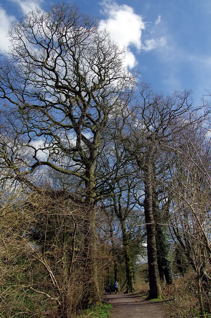 25.3.16 Delamere Forest 02 (25429291134)