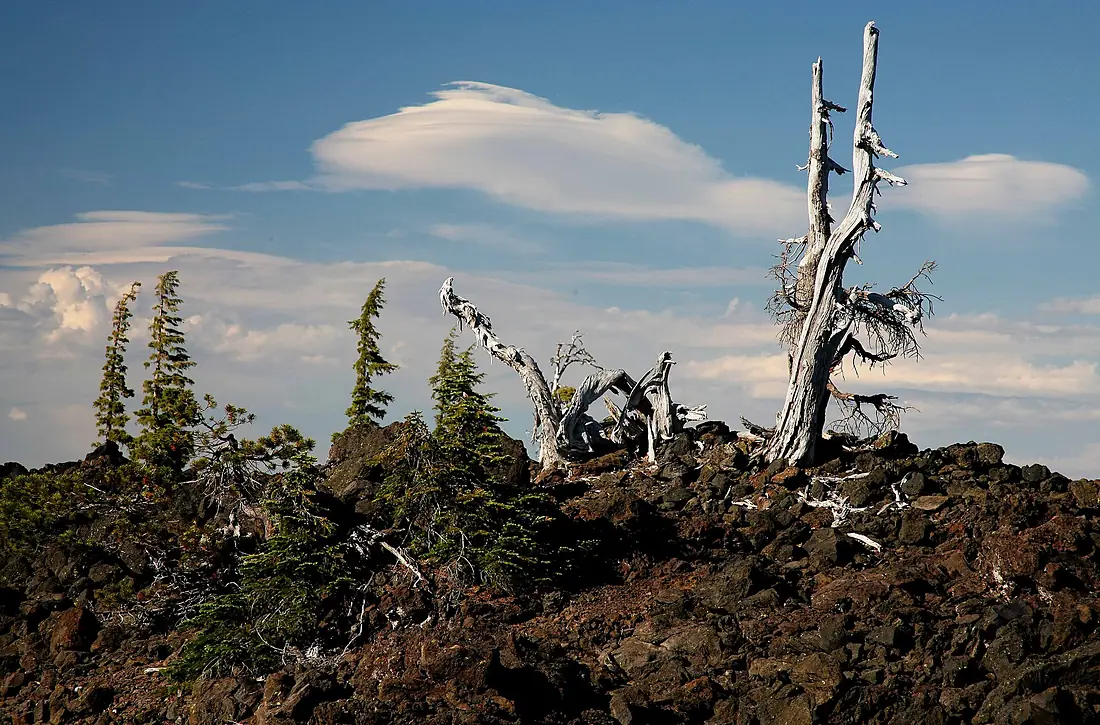 Ancient Snags along the Pacific Crest Trail, Deschutes and Willamette National Forest (23826206672)