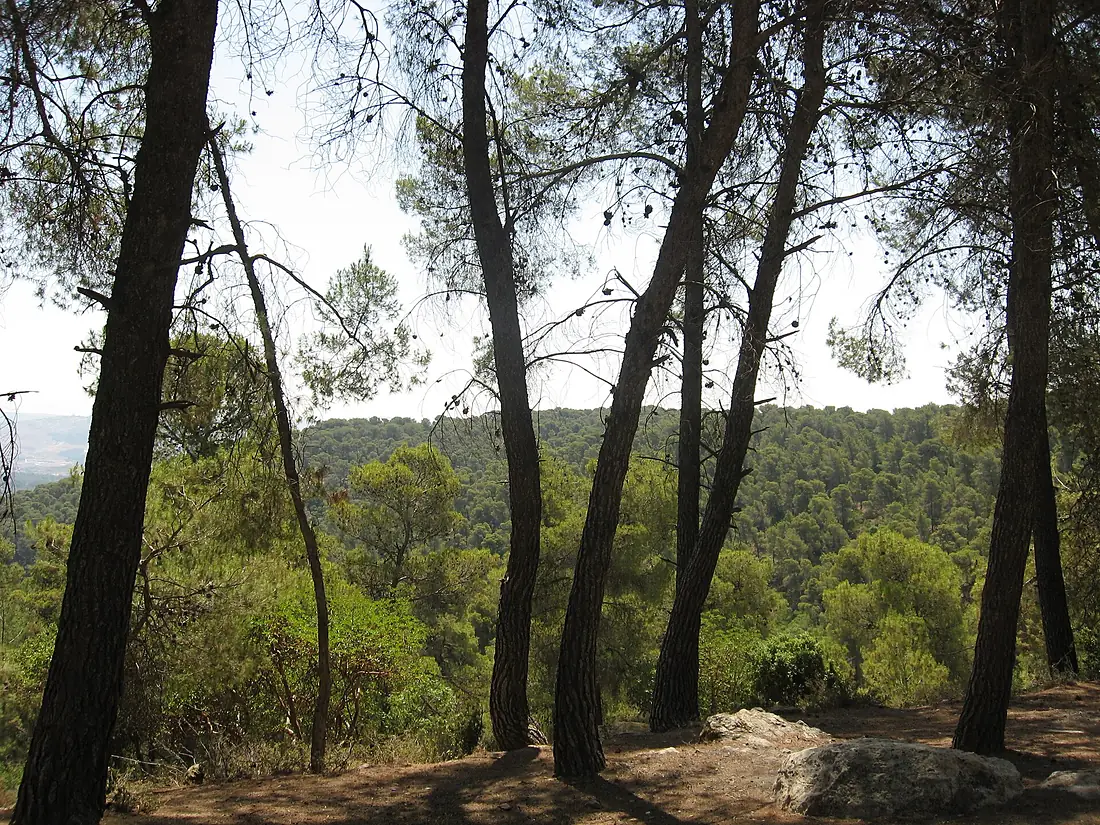 Dibeen Trees