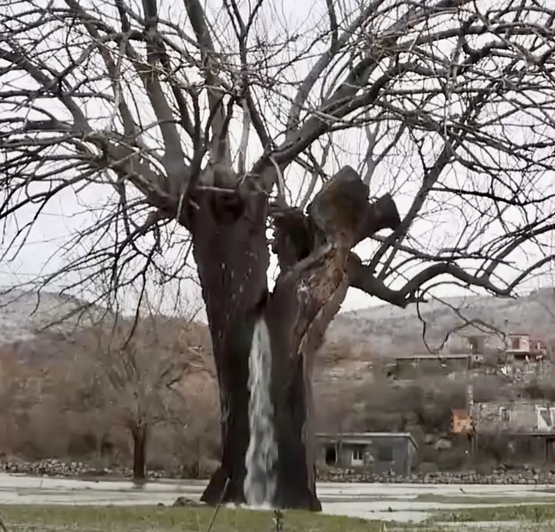 Miraculous mulberry from Dinoša