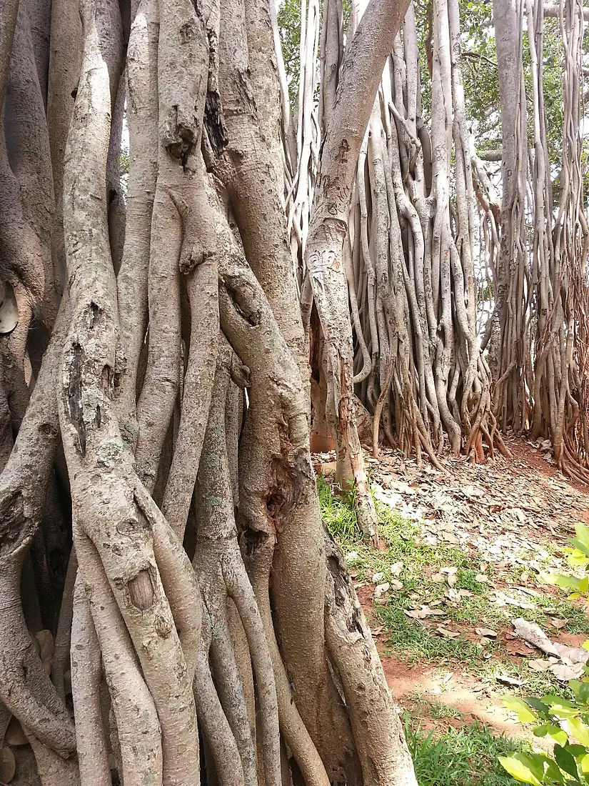 Roots of BIG Banyan Tree