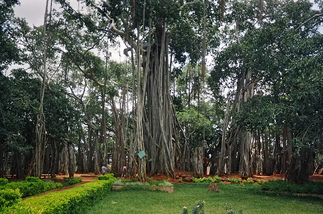 DodaAladaMara