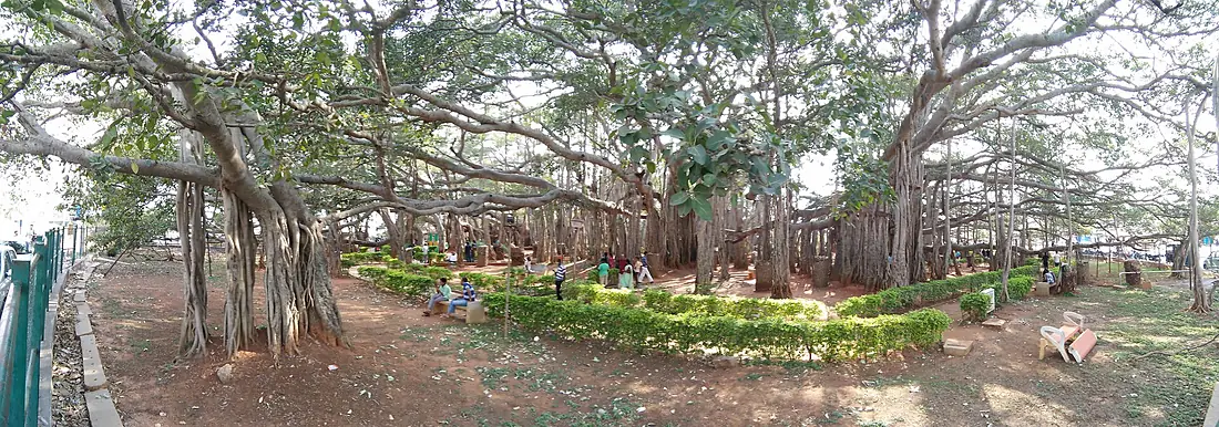 Dodda Alada Mara banyan 8