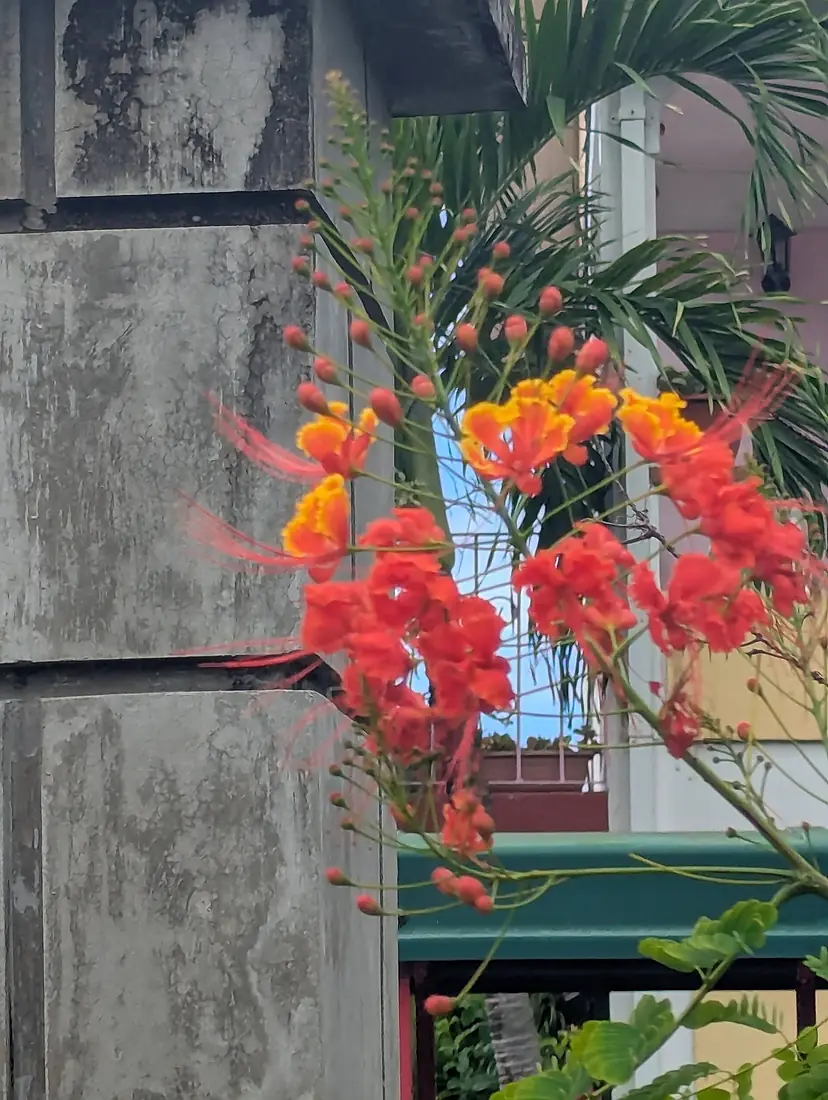 Dominica Botanic Gardens 02 2025 01