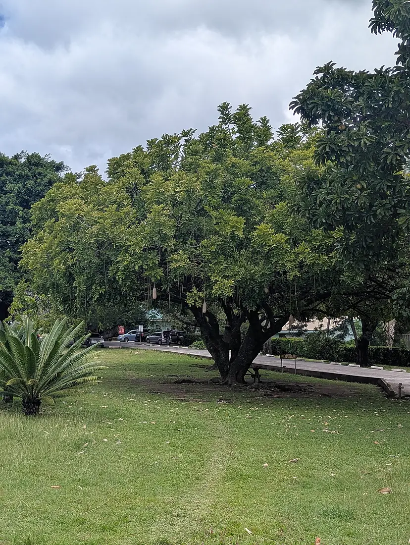 Dominica Botanic Gardens 02 2025 02