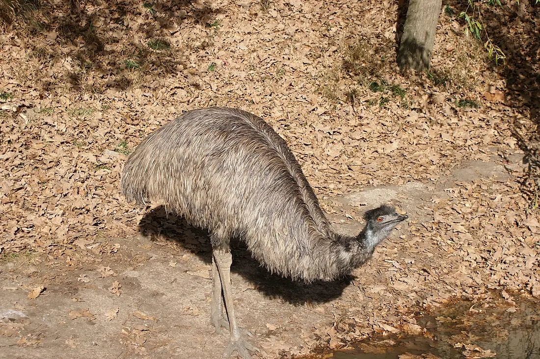 Hermannstadt (Sibiu)-Zoo-Emu (dromaius novaehollandiae) drinking water-01ASD