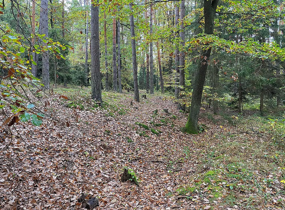 3124 Landersdorf, Dunkelsteinerwald 02 2022-10-15